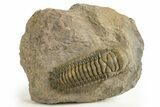 Colorful Crotalocephalina Trilobite - Atchana, Morocco #325872-3